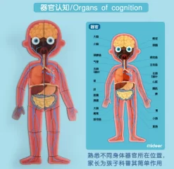 Mideer Body Magnet 90 Pieces 6Years+ -Bedding Baby Store wechat screenshot 20200419172715