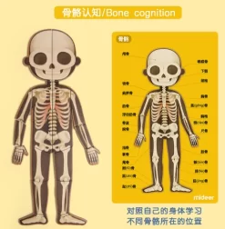 Mideer Body Magnet 90 Pieces 6Years+ -Bedding Baby Store wechat screenshot 20200419172723